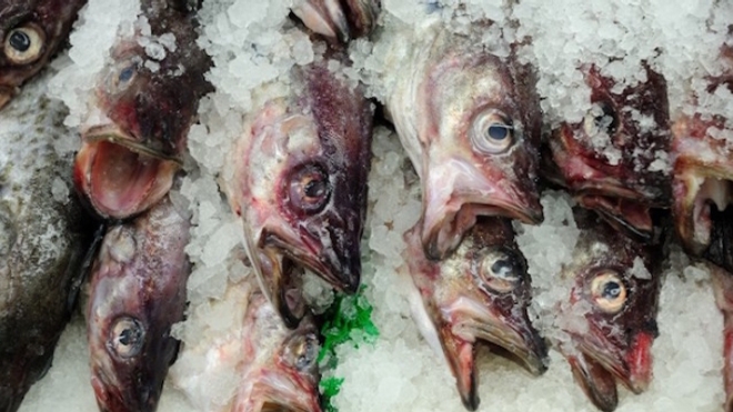 Le poisson est riche en acides gras, mais il peut contenir des traces de métaux lourds. Photo on Visual Hunt