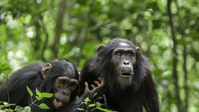 Aurions-nous un langage commun avec nos cousins les grands singes ?