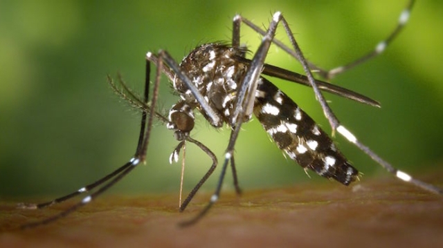 Dengue : une épidémie "sans précédent" à La Réunion