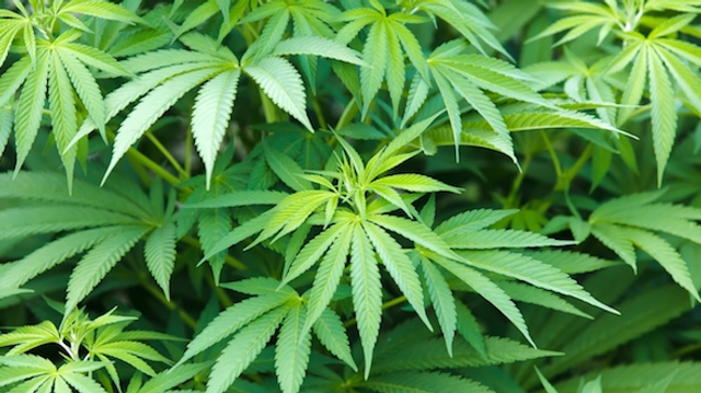 Le Canada légalise le cannabis récréatif