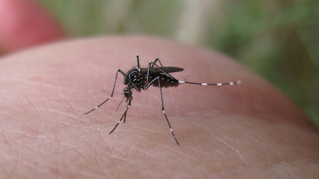 Un cas de chikungunya détecté dans le Tarn