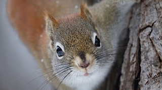 Un homme meurt de la maladie de Creutzfeldt-Jakob après avoir mangé le cerveau d'un écureuil