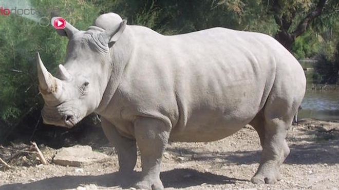 Un rhinocéros blanc (cc-by-sa Coralie)