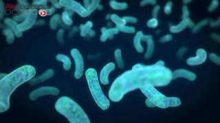 Leucémie : une greffe fécale pour protéger le microbiote