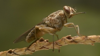 Comment la mouche tsé-tsé a été éradiquée d'une région du Sénégal