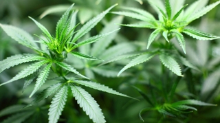 Cannabis thérapeutique : l'ANSM suggère une expérimentation "d'ici fin 2019"