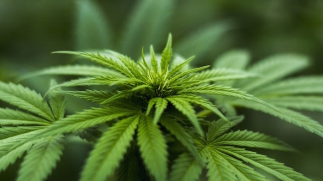 Cannabis : quelles conséquences d'une possible légalisation sur la santé des Français