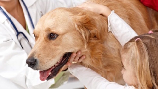 Les chiens capables de prédire les crises d’épilepsie ?