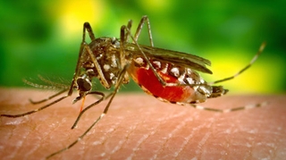Dengue : un nouveau cas près de Lyon