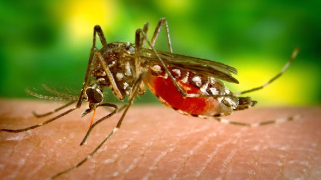 Dengue : un nouveau cas près de Lyon
