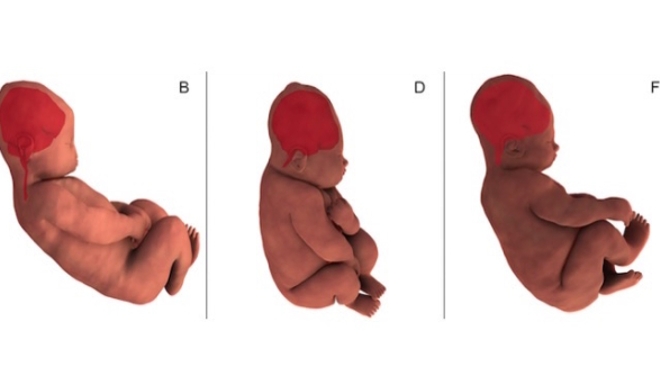 Déformations du crâne du bébé lors de l'accouchement : précieux indices de leur état de santé ?