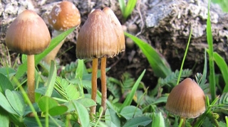 États-Unis : des champignons hallucinogènes légaux contre la dépression