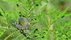 L’allergie au pollen d’ambroisie de retour
