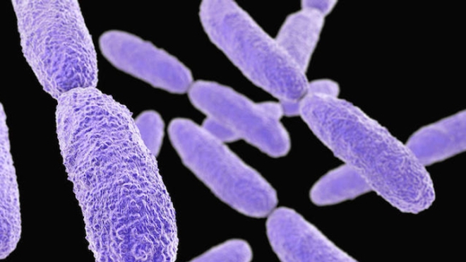 Klebsiella pneumoniae résiste a presque tous les traitements antibiotiques