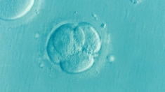 Bientôt des embryons humains-animaux