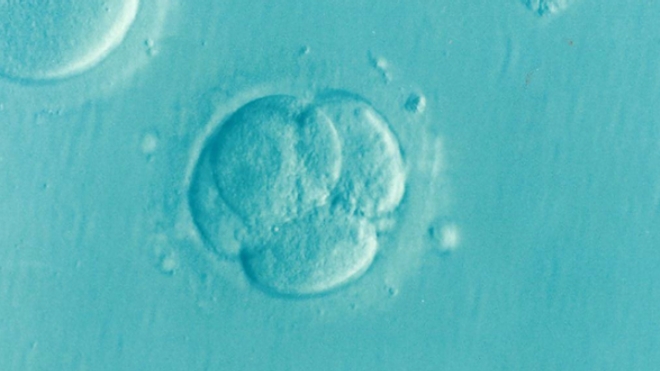 Des chercheurs créent des embryons de souris sans fécondation