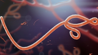 Ebola : portrait du virus qui sévit en RDC