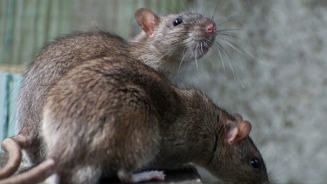 La "maladie des rats" touche 600 personnes en moyenne en France, chaque année.