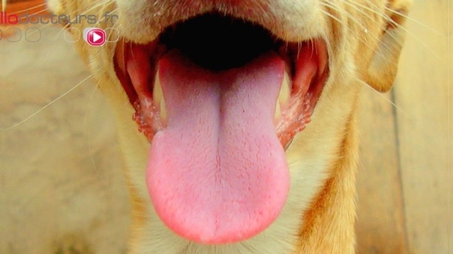 La bactérie capnocytophaga canimorsus peut être présente dans la salive des chiens et des chats.