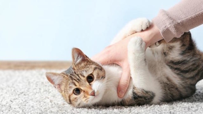 Bientôt un vaccin anti-allergies aux poils de chat ?
