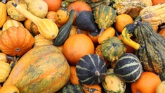 Halloween : méfiez-vous des courges toxiques !