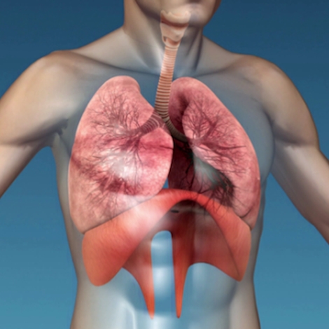 Diaphragme : le muscle du souffle