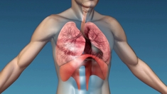 Diaphragme : le muscle du souffle