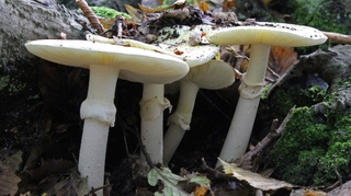 Intoxications aux champignons : 10.000 cas et 22 morts en sept ans