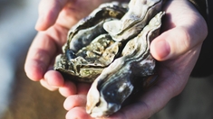 Gastro-entérite : les huîtres sont elles aussi contaminées par le virus