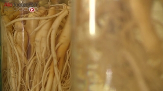 Le ginseng, une plante pour retrouver du tonus !