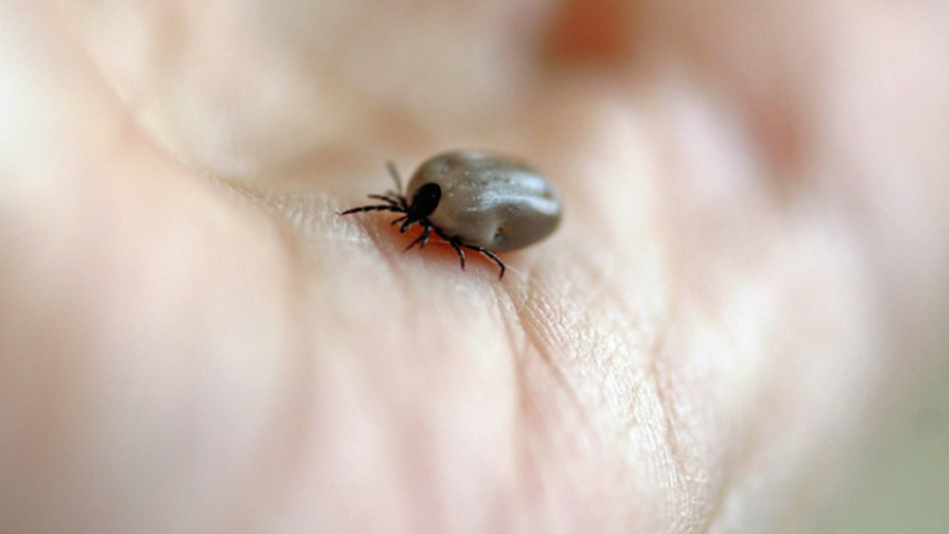 Lyme disease: a guide to responding quickly to a sting