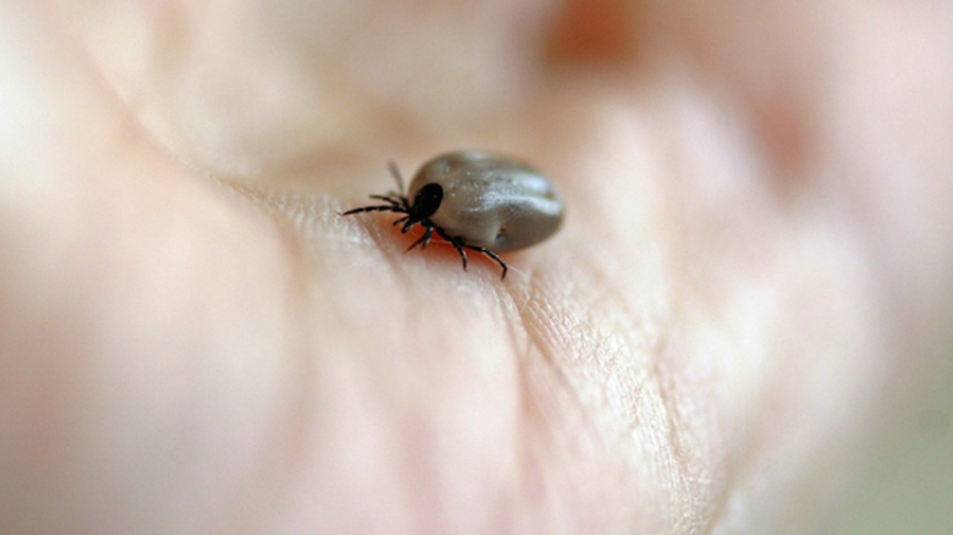 Malattia di Lyme: una guida per rispondere rapidamente a una puntura