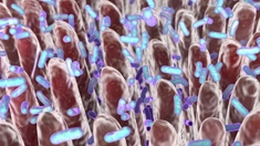 Coronavirus : le microbiote intestinal joue-t-il un rôle ?