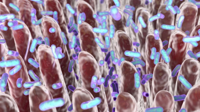 Image d'illustration. Représentation de l'intestin et des bactéries du microbiote.