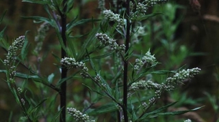 Coronavirus : attention à l'Artemisia et autres pseudo-traitements !