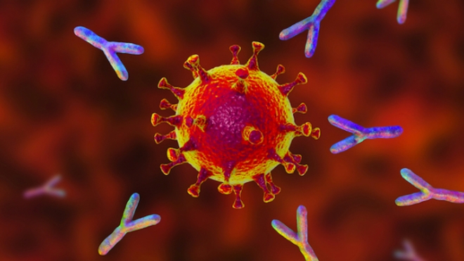 Image d'illustration. Représentation conceptuelle en 3D du coronavirus SARS-CoV-2 et d'anticorps spécifiques à ce virus..