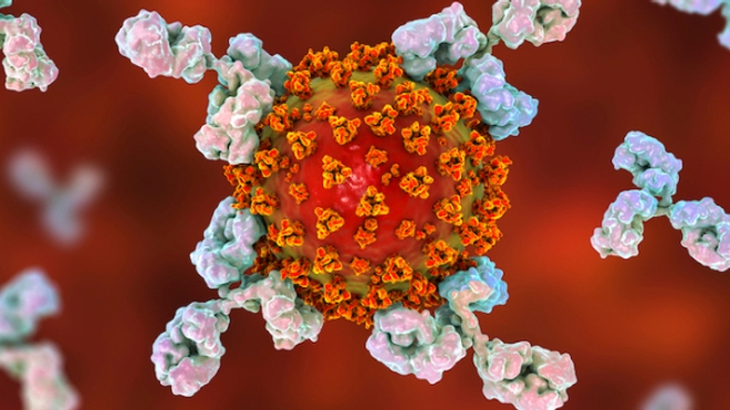 Image d'illustration. Représentation conceptuelle en 3D du coronavirus SARS-CoV-2 et d'anticorps spécifiques à ce virus.