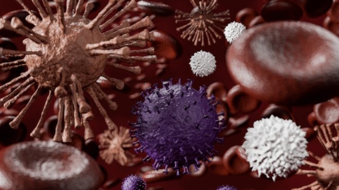 Image d'illustration. Virus, globules rouges et globules blancs.
