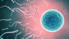 Fertilité : quand l’ovule choisit le père du futur enfant