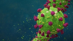 Coronavirus : une mutation a bien renforcé son pouvoir infectieux