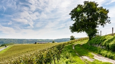 Est-ce dangereux d'habiter près d'un vignoble ? L’étude qui dérange