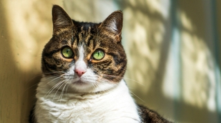 Un chat contaminé par un virus proche de celui de la rage inquiète l’Italie