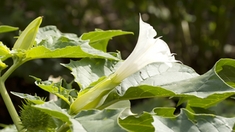 Toute une famille intoxiquée après avoir consommé une plante toxique, la datura