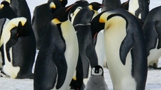 Des manchots hilarants