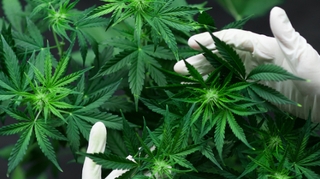 Autorisation du cannabis thérapeutique : pour quelles indications ?