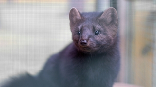 Covid : des millions de visons abattus à cause d'une mutation du virus