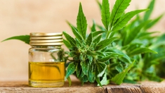 La justice européenne condamne l'interdiction du CBD en France