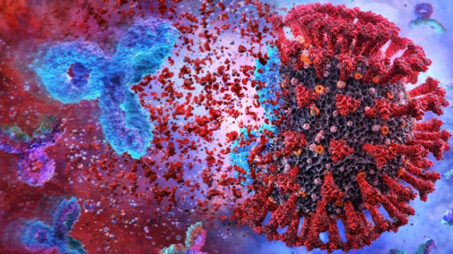 Image d'illustration. Des anticorps détruisent un virus SARS-CoV2 responsable du covid.