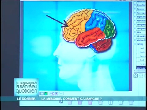 Marina Carrère d’Encausse vous décortique les différentes zones du cerveau en image