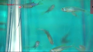 Des poissons dans la recherche contre la leucémie
